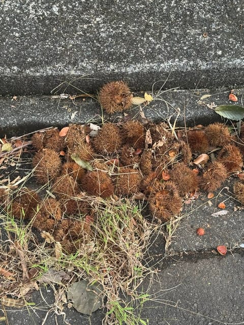 何故か朝に栗の集団が…
どこから来たのかな？
ちょっとずつ紅葉🍁もはじまって秋感じますね(^^)

本日14時まで⭕️