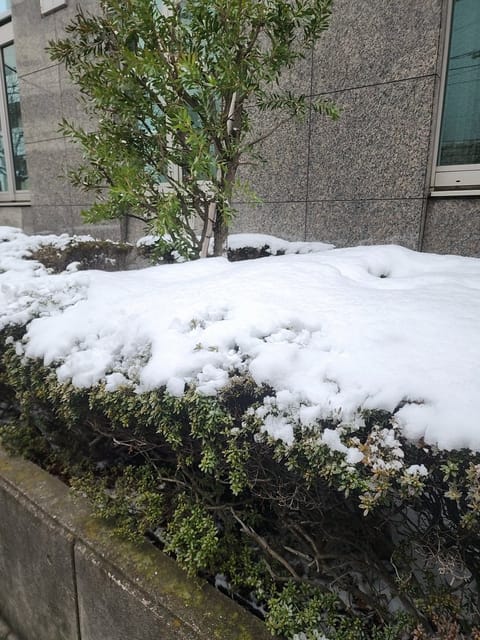 今日は寒すぎですね❄⛄️
雪もちょっと積もったし、みなさん投票🗳しに行ったかな💦

Uさま♡ご予約延長ありがとうございま