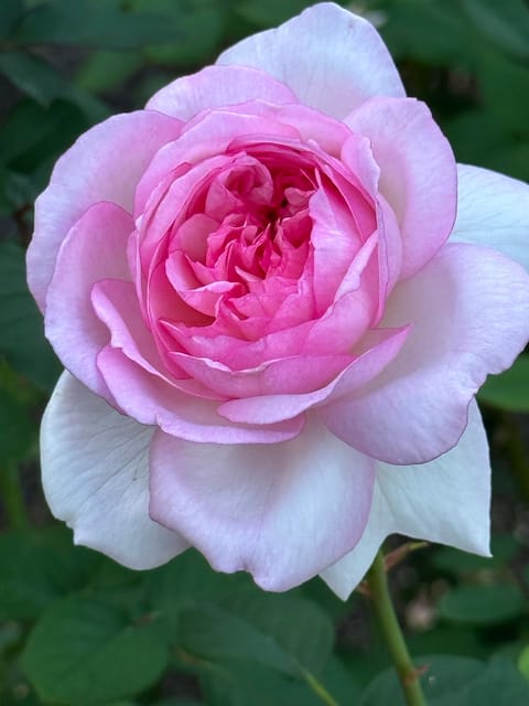 おはようございます☀

セラピスト叶です🌹

皆様　毎日お疲れ様です🍀

頑張り過ぎていませんか❓

ストレスを溜め込ん