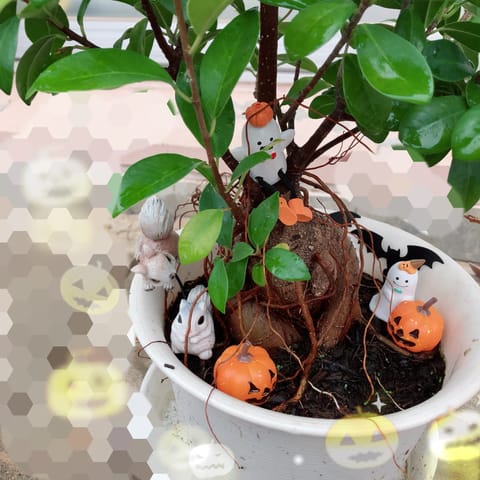 100円ショップに行ったら ハロウィングッズがたくさんあったので うちのガジュマルも ハロウィン仕様にしました👻🎃  明