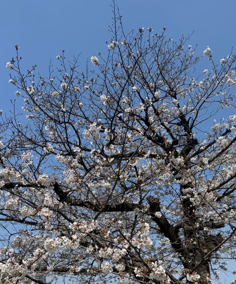 ⋆⸜ ℕ𝕖𝕨 𝕤𝕔𝕙𝕖𝕕𝕦𝕝𝕖 ⸝⋆

4/3 18:00〜2:00
4/4 12:00〜21:00

いい香りのお兄さ