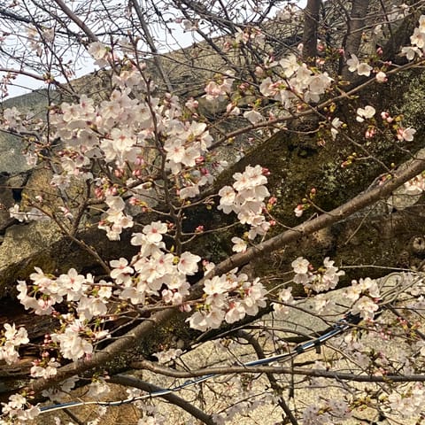 今日は桜を見に行ってきたけどちょっと早かったみたい🤣🌸
満開になったらまた見たいな〜っ！

ちょっとお休みしていましたが