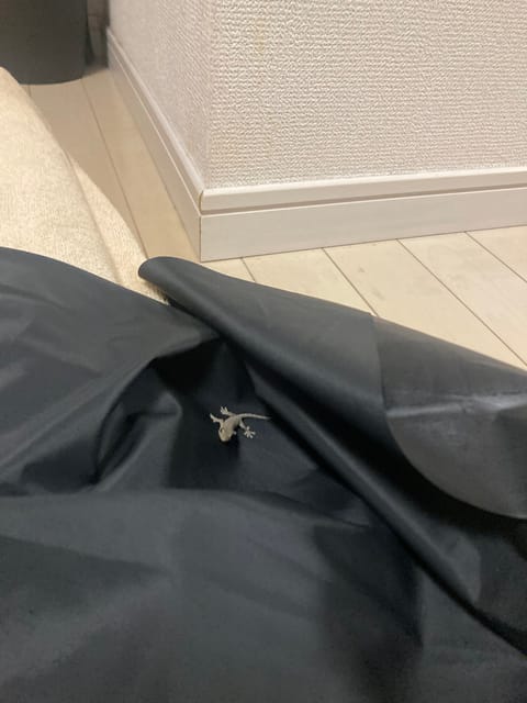 お久しぶりです若月です🌻
もうあっという間の9月で驚いてます😭笑
この前お部屋にヤモリ？イモリがいて
お外に逃がしてあげ