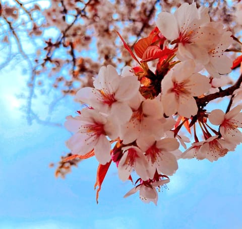 お天気悪くても
上みたら桜のトンネル🌸(⁠*⁠˘⁠︶⁠˘⁠*⁠)⁠ﾌｩ🌸

🌸春は来る(⁠ ⁠◜⁠‿⁠◝⁠ ⁠)⁠🌸