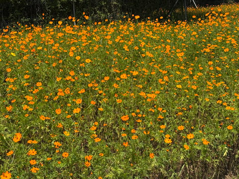今週の出勤です〜✨️

9/2(火)10:00~20:00@渋谷
9/4(木)10:00~18:00@五反田