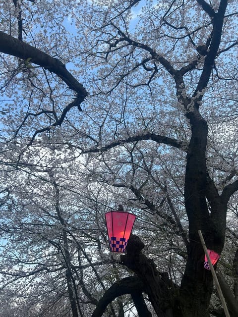 みなさーーんこんにちは！！
先日お花見行ってきたのでお裾分けです🌸
満開ですっごく綺麗でした🤩
本日も24時から出勤する