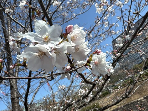 桜が咲き始めましたね☺️🌸

本日17時からよろしくお願いします🤍