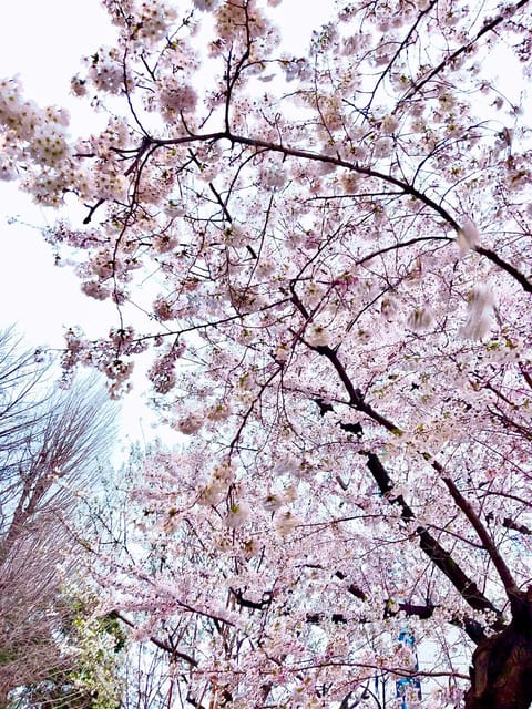 癒されるお写真💓さくらと牛タン🌸