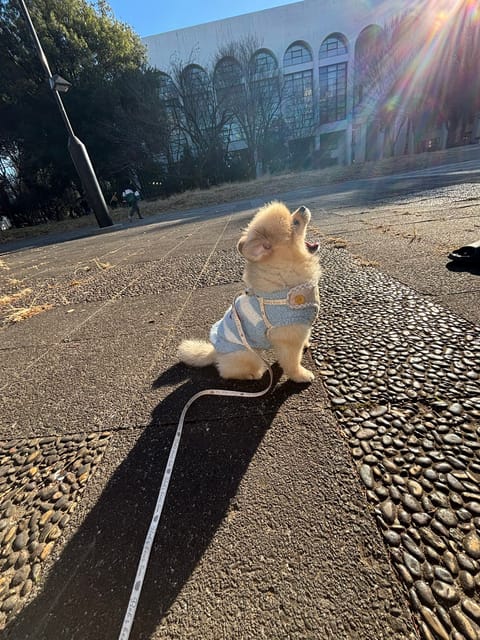 ミニライオン🦁
