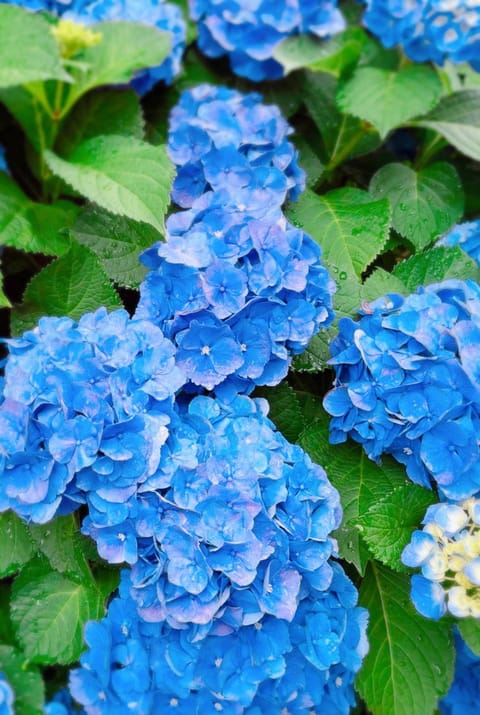 府中ルーム出勤しました☔️
今日もお天気不安定だけどご近所の紫陽花は元気でいい感じ͛💠☺️