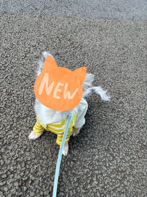 うちの子が可愛すぎる👼🏻💓💓💓
今日も今日とてチワワに貢ぎます🐶