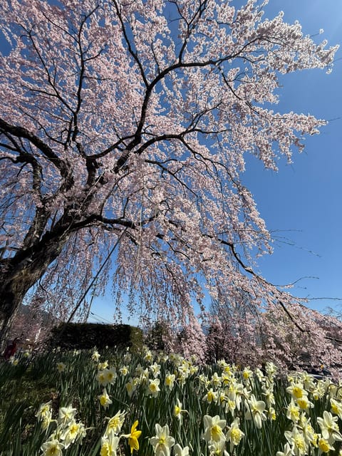 おやすみに帰省して、両親とお花見してきました🌸

4/10(金) 19:30〜26:00 出勤します。

癒されに来ても