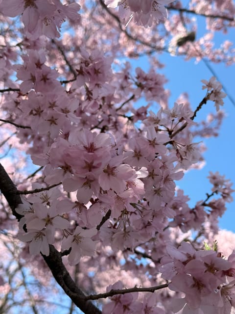 おやすみに帰省して、両親とお花見してきました🌸

4/10(金) 19:30〜26:00 出勤します。

癒されに来ても