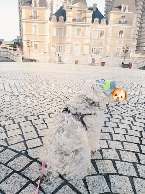 今日はぽかぽか春🌷🌸みたいな天気☺️
わんことたくさん歩いてきたよ🐶🐾

また寒いみたいなのでみなさま寒暖差に気をつけて