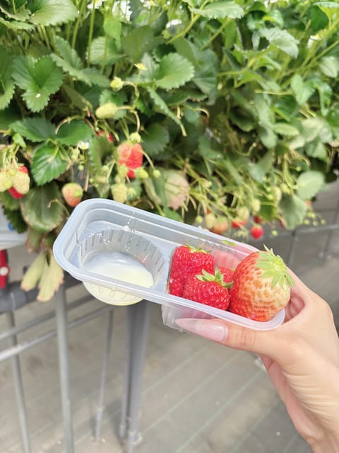 お友達といちご狩り行ってきた🍓🤍

次は5/1居ますっ✊
よろしくお願いします🍀*゜