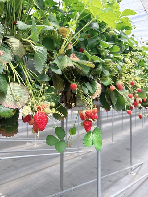 お友達といちご狩り行ってきた🍓🤍

次は5/1居ますっ✊
よろしくお願いします🍀*゜
