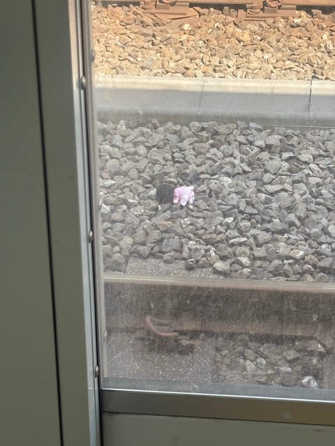 本日22時から池袋🌙

この前電車のホームに誰かのぬいぐるみチャーム？？落ちてて切なくなった🥲