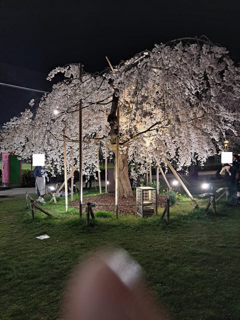 先日桜堪能してきました！

去年は気がついたら葉っぱになっていて
うわー！見たかったああって思っていたので満開見れて嬉し