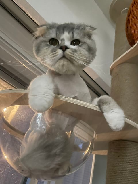 朝から🐈の健康診断とカット✂︎お願いして
阿佐ヶ谷の神社⛩️いって御朱印からの
青葉🍜➡️酵素風呂♨️➡️昼寝➡️友達の