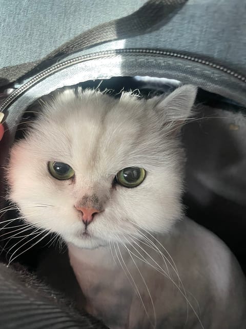朝から🐈の健康診断とカット✂︎お願いして
阿佐ヶ谷の神社⛩️いって御朱印からの
青葉🍜➡️酵素風呂♨️➡️昼寝➡️友達の
