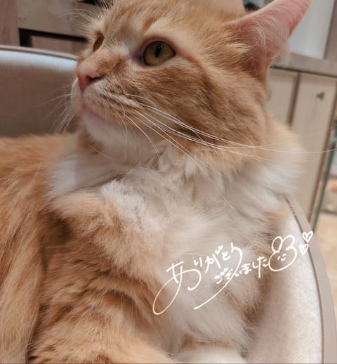 おはようございます
本日のご予約は🈵になりました！
ありがとうございます(•ө•)♡

次回の出勤は
14日㈰11:00
