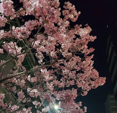 ꒰ঌ 𝕤𝕔𝕙𝕖𝕕𝕦𝕝𝕖 ໒꒱

𝟒/𝟏𝟑(月) 𝟏𝟒〜𝟐𝟎時 京都駅
𝟒/𝟏𝟓(水) 𝟏𝟐〜𝟏𝟖時 二条
𝟒/𝟏𝟕(金)