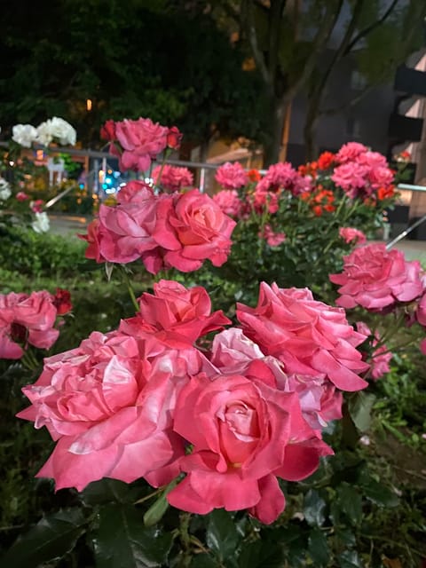 おはようございます☀
今日は出勤前に散歩してきました🌹
夜の薔薇も美しいですが昼の薔薇も美しいですね♥️