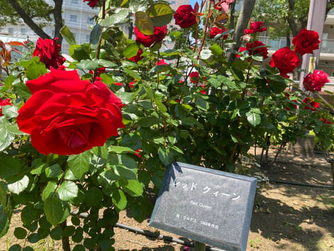 おはようございます☀
今日は出勤前に散歩してきました🌹
夜の薔薇も美しいですが昼の薔薇も美しいですね♥️