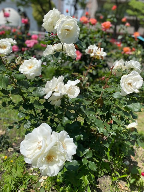 おはようございます☀
今日は出勤前に散歩してきました🌹
夜の薔薇も美しいですが昼の薔薇も美しいですね♥️