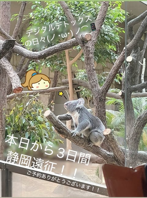 かのちゃんは元気です( * ˙ᵕ˙ * )

ゴーゴー静岡！
 #静岡癒し旅 @LACUS_shizuoka_