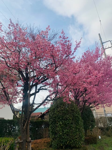 こんにちは♪昼間は暖かい日もふえてきました。
春を感じます🌸
#お散歩
#開花
#氷川参道