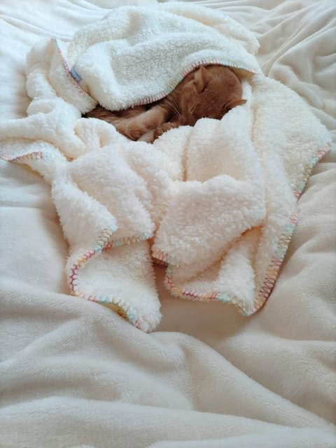 今日は天使とねんねの日👼

な～んにもしない日が必要なのだ🐑