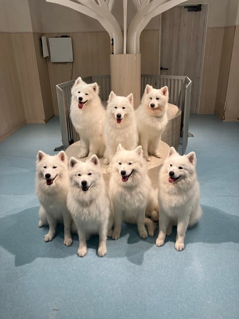 うっうっ！！かわいすぎる
癒やされた（⸝⸝o̴̶̷̥᷅  o̴̶̷̥᷅⸝⸝）サモちゃんズ💓

七凛ずっとサモエドのファン