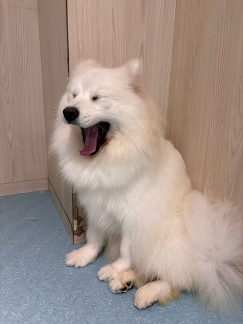 うっうっ！！かわいすぎる
癒やされた（⸝⸝o̴̶̷̥᷅  o̴̶̷̥᷅⸝⸝）サモちゃんズ💓

七凛ずっとサモエドのファン