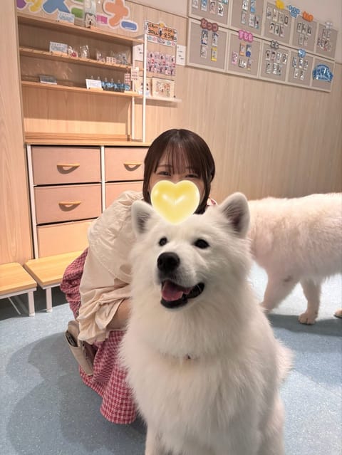 うっうっ！！かわいすぎる
癒やされた（⸝⸝o̴̶̷̥᷅  o̴̶̷̥᷅⸝⸝）サモちゃんズ💓

七凛ずっとサモエドのファン