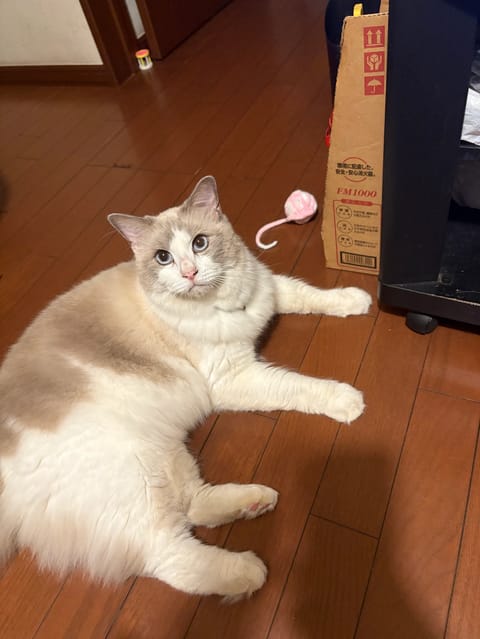 新宿御苑ルーム出勤してます☺️🫶

最短➡️23:25~🤍

おじいちゃんのお家の猫たん🐱💓

#メンエス #メンズエス