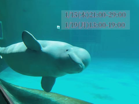 おはようございますー🐬✨️
今日は夜から翌朝まで新橋います！