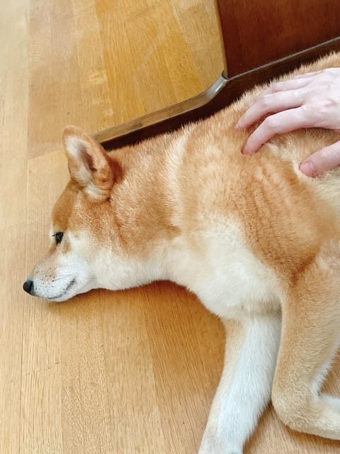 昨日はご予約🈵了ありがとうでした☺️🫶
めっちゃクタクタで帰りました🙈
体力無いなぁ💦
次回は31日(月)です🌈

👏
