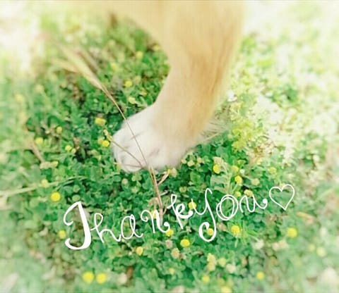 🐕わんわんからのお手紙 💌

そのお兄ちゃんが
来てくれた日は、ままは
あたちに
｢お兄ちゃんからだよ🍖♡｣
って嬉しそ