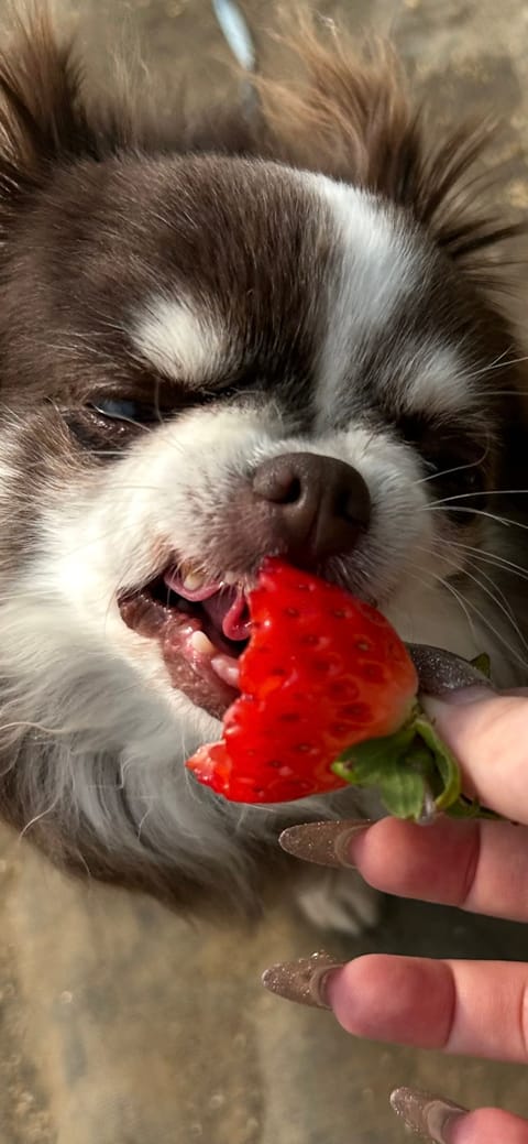 なかなかなぶさ顔でいちごをたべるうちの犬です