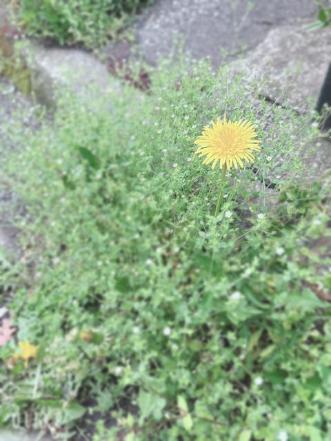 おはようございます☀️
今日はいつもより早めの退勤ですが出勤します

桜も散ってすっかり初夏の天気
５月病なのかちょっと