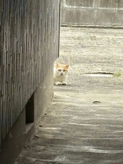本日19時から出勤してました🌟🧜🏼‍♀️
ご予約お待ちしております🫶

今日も猫ちゃん見つけました🐈
