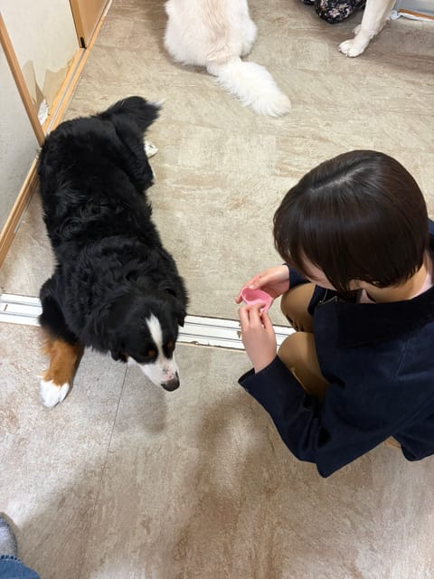 GW中、大型犬カフェ行ったんだけどスタッフからワンちゃんと目を合わせないでくださいって言われたから合わせないように近づい