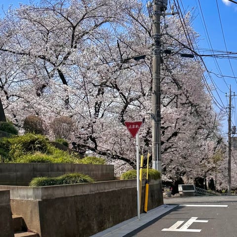 本日も事前予約完売ありがとうございます🫧🪞
今年は桜が長く見れてしあわせᐢ _  _ ᐢ♡

次回は4/15火曜日に南浦