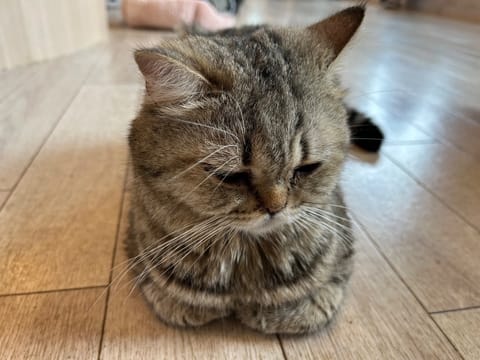 はじめまして🌱るなです。

最近は猫カフェにいきました🐈‍⬛
お家でも飼っていて、猫がだいすきです。

まったりした空間