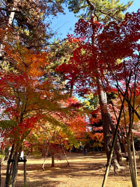 紅葉が綺麗