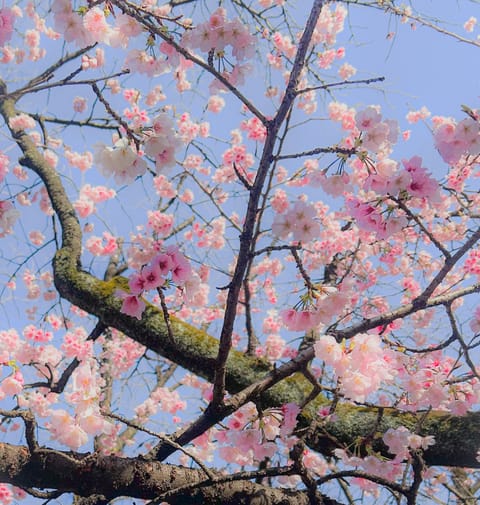 🌸🩵^> ·̫ <^🩵🌸