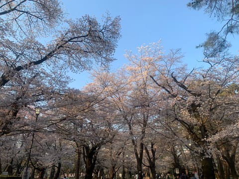 今週の大宮公園お散歩🌸
桜が綺麗でした✨