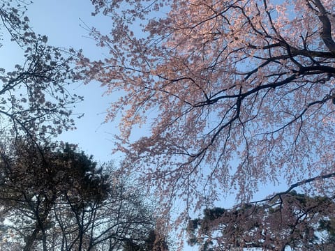 今週の大宮公園お散歩🌸
桜が綺麗でした✨