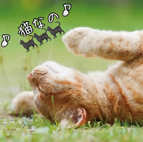 2.22 猫の日
#いつもありがとうございます
#猫なの
#最近口ずさんじゃう♪
#大抵のモヤっとはこれで消える
#ねこ